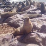 Seal colony